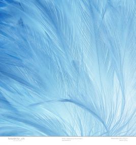 Designpapier blaue Federn 193 Designpapier blaue Federn 193