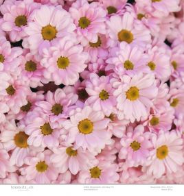 Designpapier Pink Daisy 219