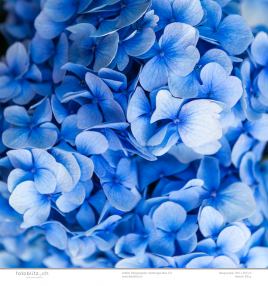 Designpapier Hydrangea blau 221