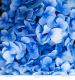 Designpapier Hydrangea blau 221 kleines Produktebild